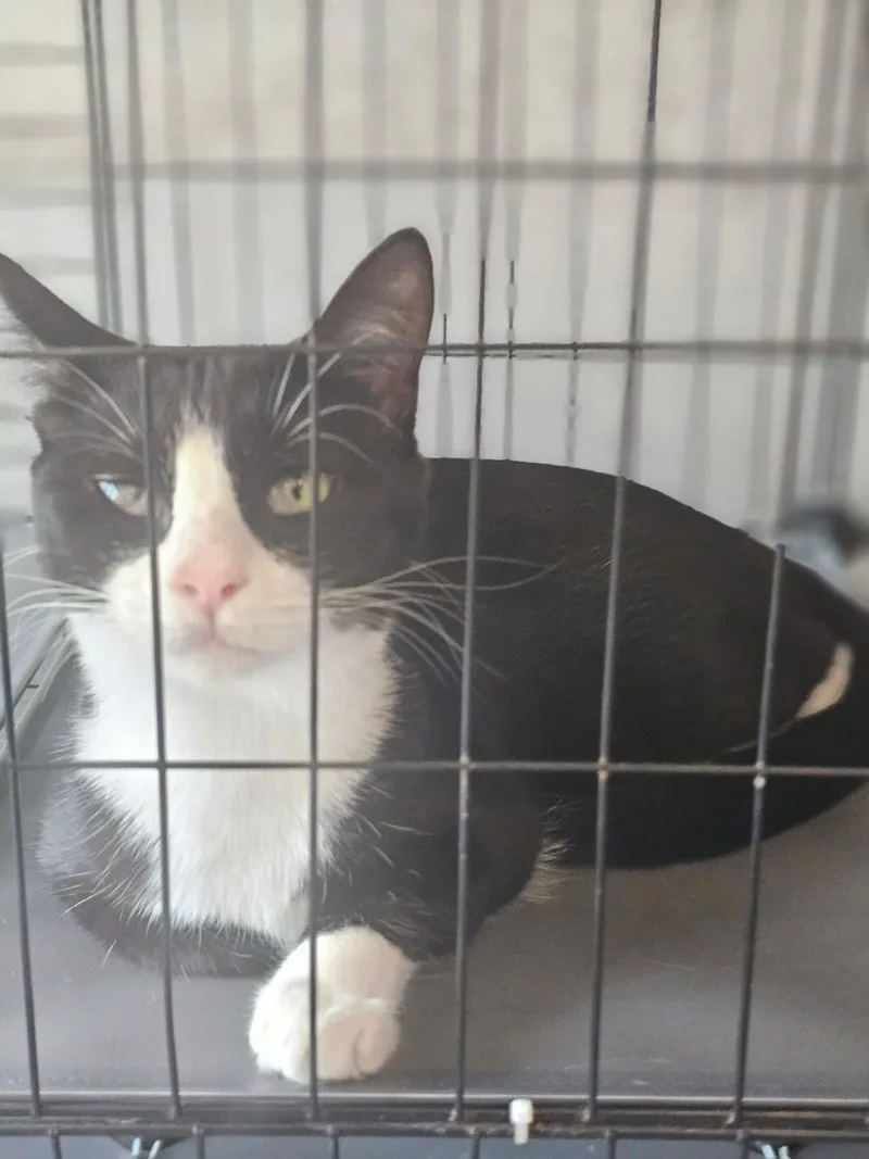 An adult medium-sized female American Shorthair cat named Ursula for adoption in Greensboro, AL
