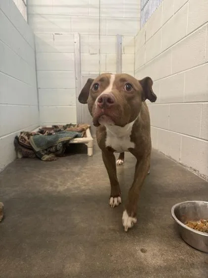 An adult medium-sized female Pit Bull Terrier dog named Keesha for adoption in Columbus, IN