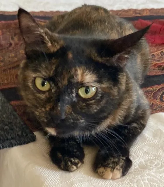 A young medium-sized female Tortoiseshell Domestic Short Hair cat named Esmeralda  Super Sweet for adoption in Durham, CT