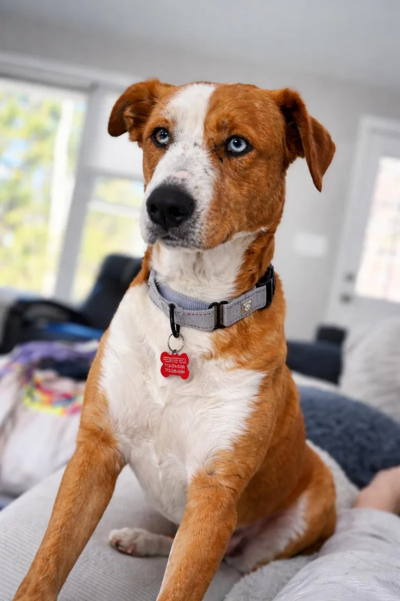 An adult medium-sized female Apricot / Beige Terrier dog named Ginger for adoption in Houston, TX