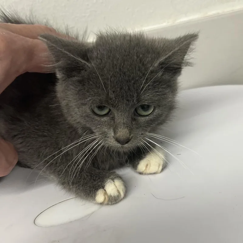 A baby small-sized female Gray / Blue / Silver Domestic Long Hair cat named Vicky Tori for adoption in St. Louis, MO