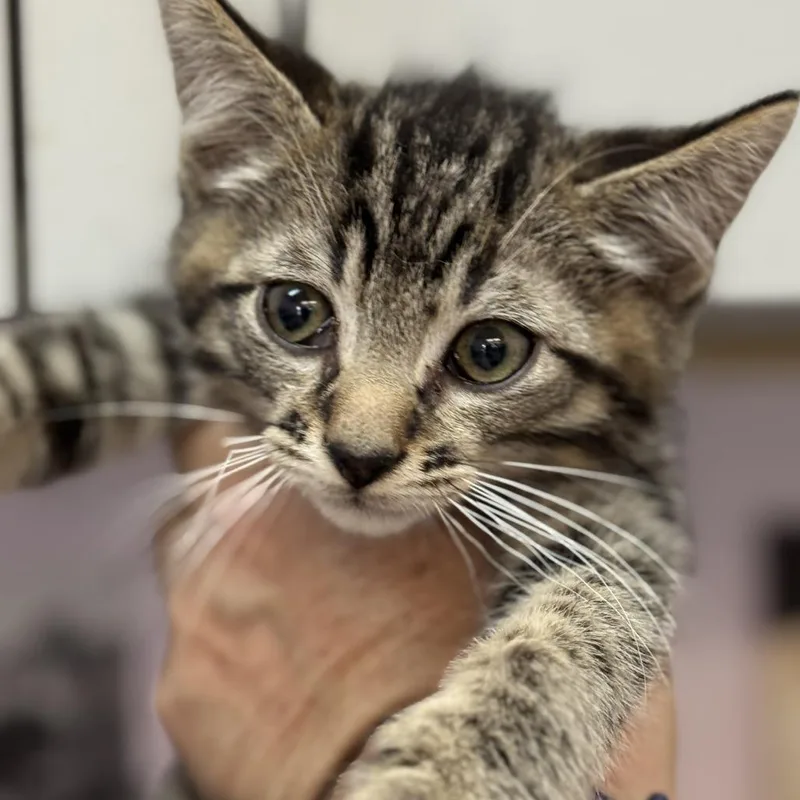 A baby small-sized male Gray / Blue / Silver Domestic Short Hair cat named Andy for adoption in Fresno, CA