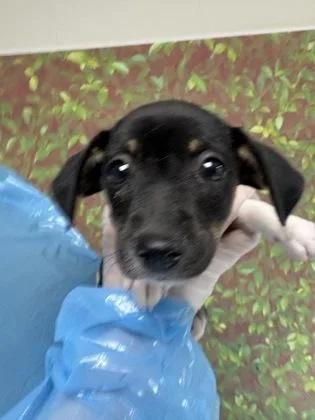 A young small-sized female Chihuahua dog named Tipo for adoption in San Antonio, TX