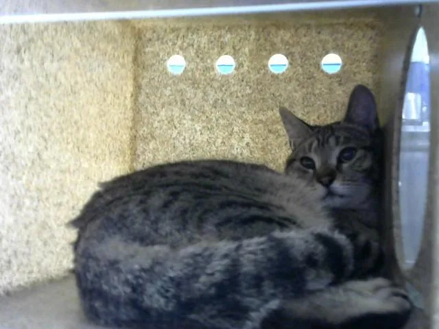 A young medium-sized female Domestic Short Hair cat named Daikon Raddish for adoption in Albuquerque, NM