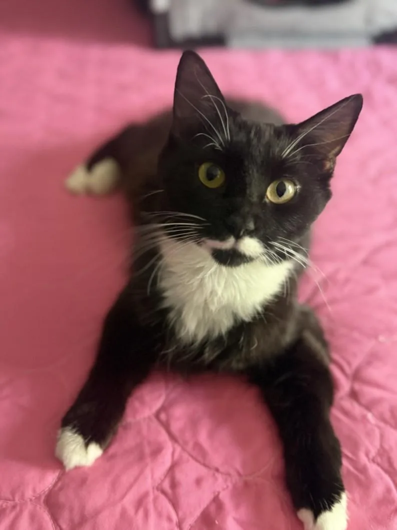 A young medium-sized female Domestic Medium Hair cat named Willow for adoption in Hagerstown, MD
