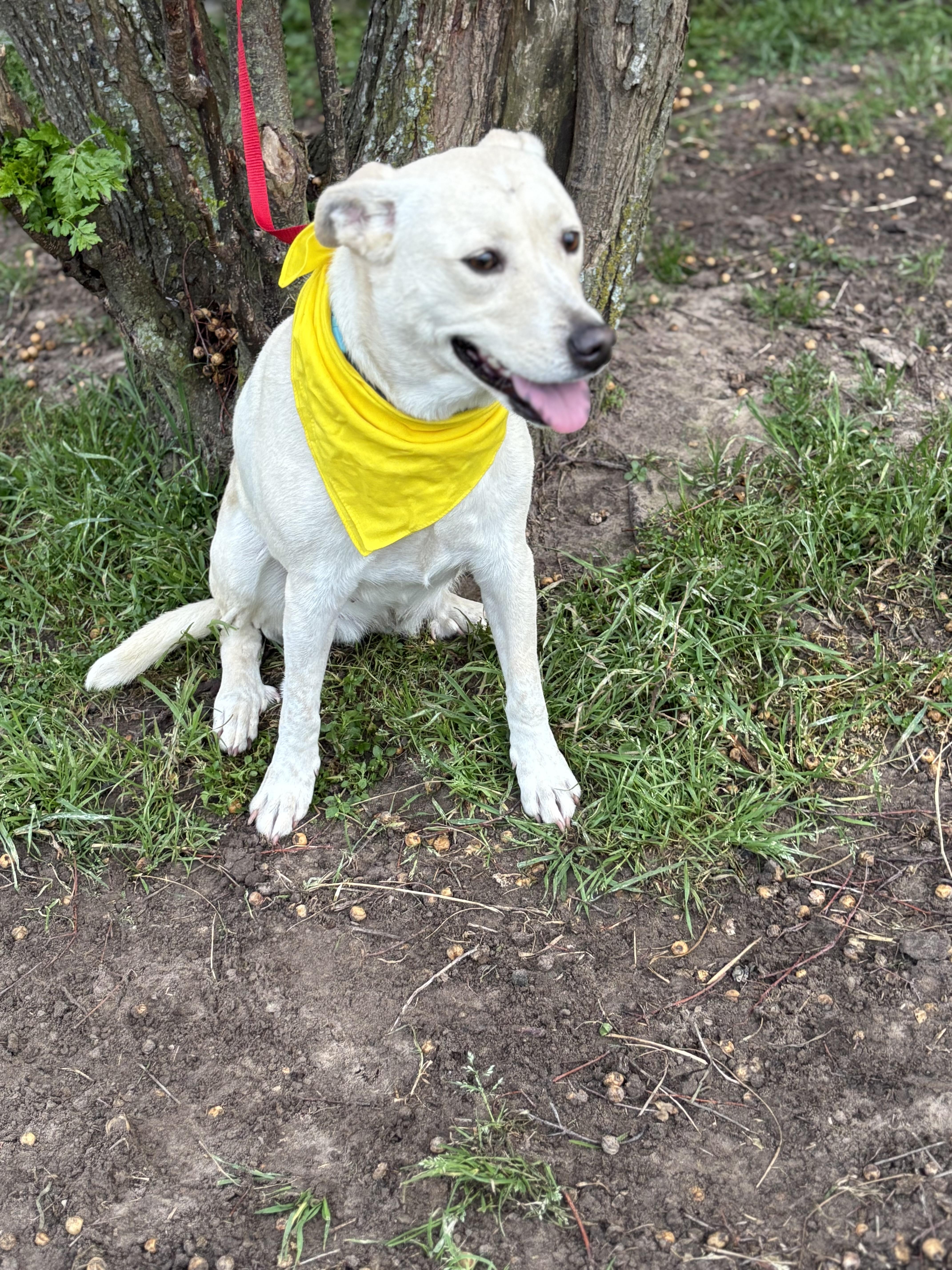 An adult medium-sized female White / Cream Labrador Retriever dog named Bailey for adoption in Madisonville, TX