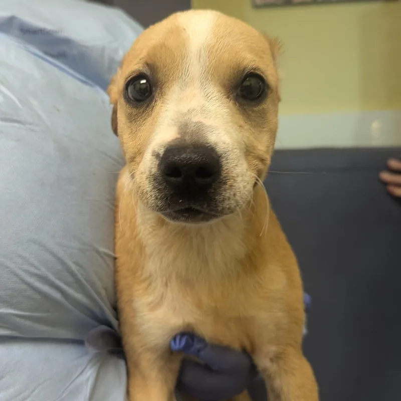 A baby small-sized male Yellow / Tan / Blond / Fawn Hound dog named Walter for adoption in Charlottesville, VA