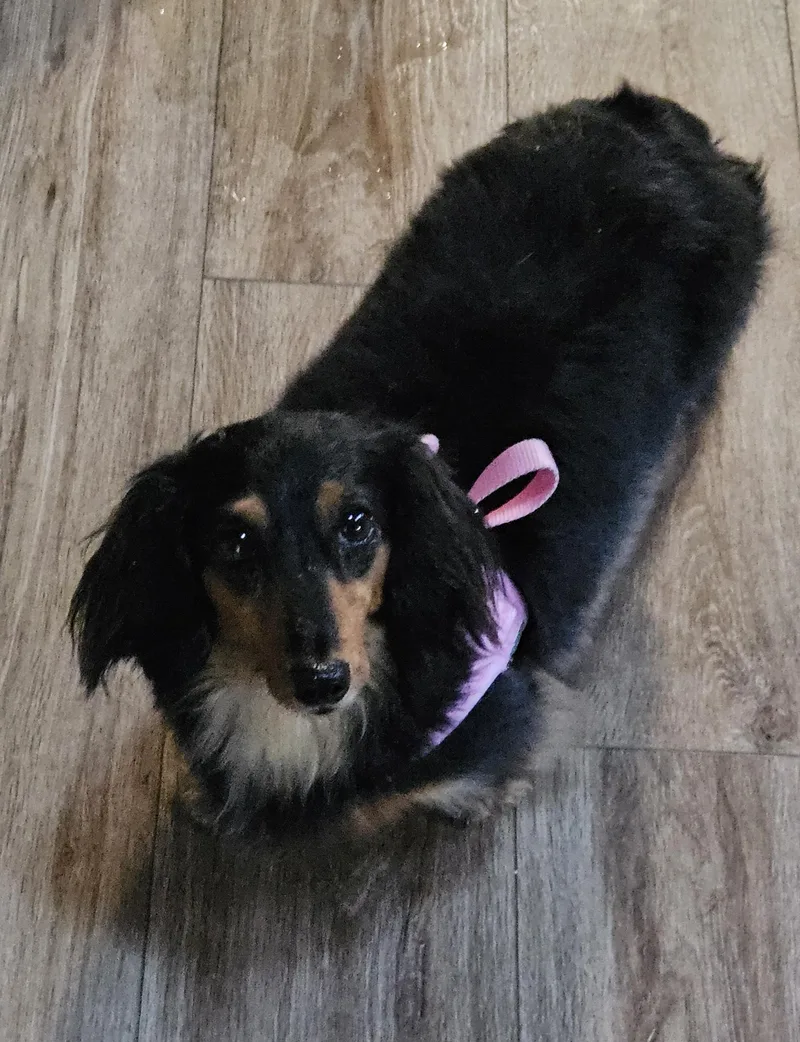 An adult small-sized female Black Dachshund (Miniature Long Haired) dog named Abby for adoption in Martinsville, IN