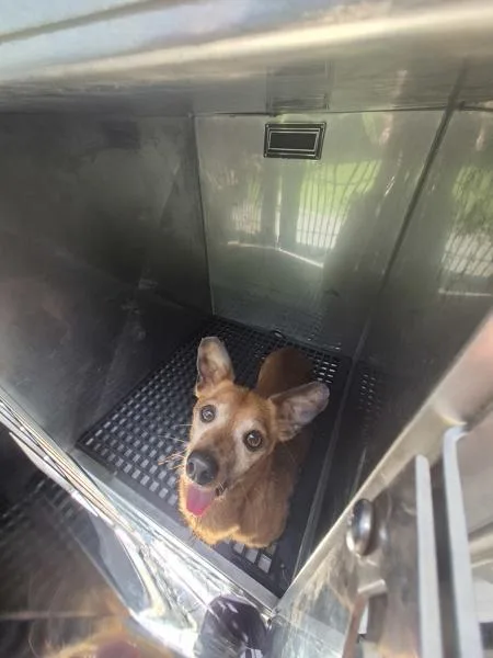 A senior small-sized male Chihuahua dog named Pen for adoption in Lawrenceville, GA