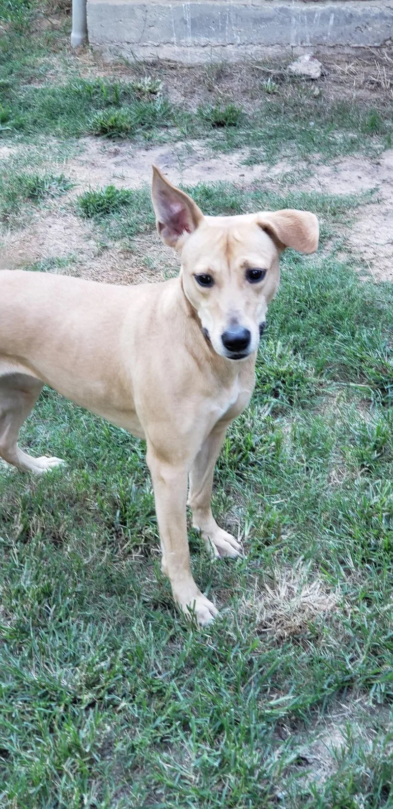 An adult medium-sized female White / Cream Labrador Retriever dog named Ditto for adoption in Houston, TX
