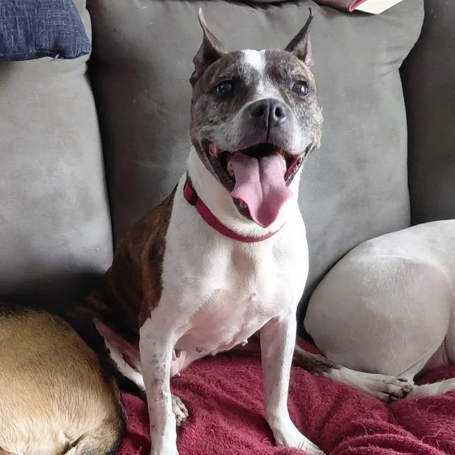A senior medium-sized female Brindle Pit Bull Terrier dog named Cricket for adoption in Avon, OH