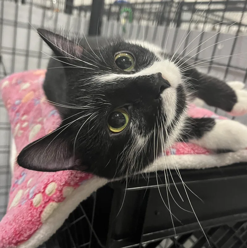 An adult medium-sized female Domestic Short Hair cat named Lorraine for adoption in Columbus, OH