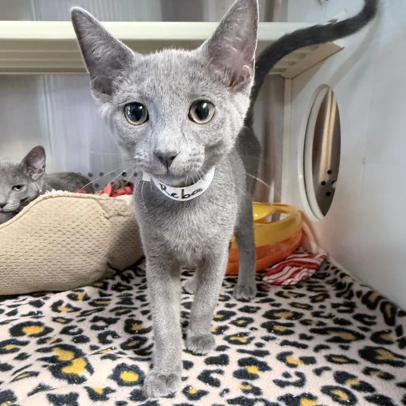 A baby small-sized female Gray / Blue / Silver Domestic Short Hair cat named Reba for adoption in Knoxville, TN