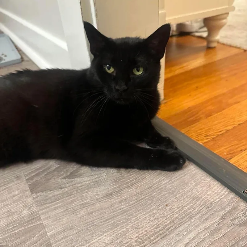 An adult medium-sized female Black Domestic Short Hair cat named Winnie for adoption in Braintree, MA