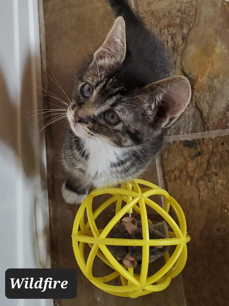 A baby small-sized male Tabby (Buff / Tan / Fawn) Tabby cat named Wildfire for adoption in Camden, TN