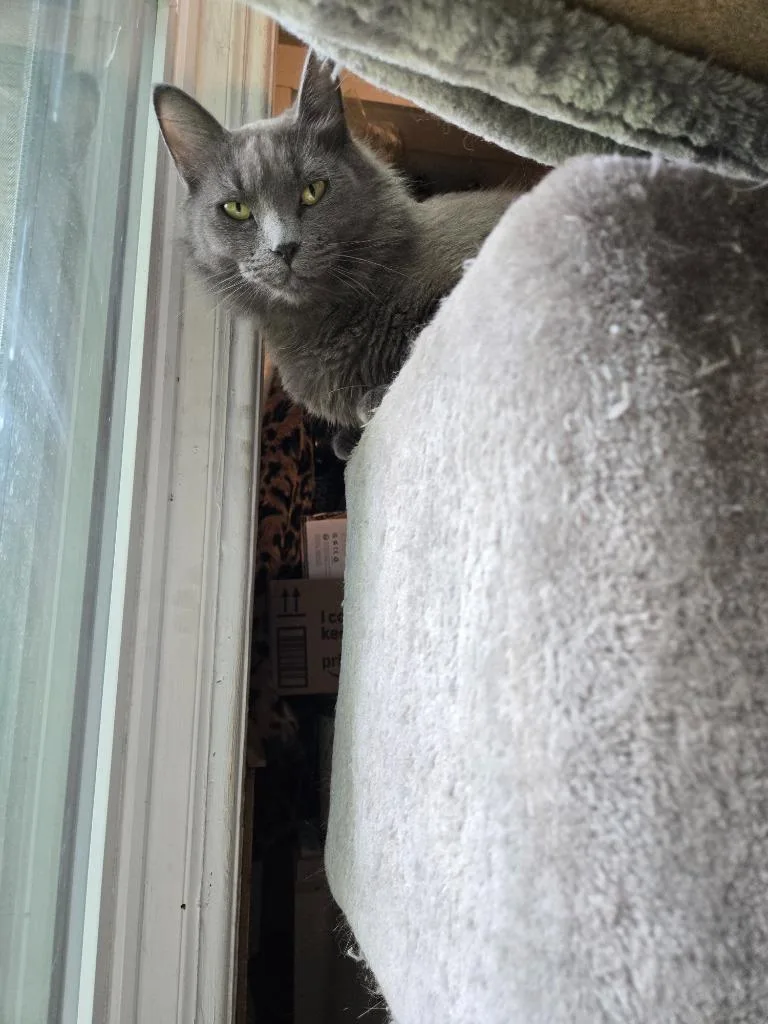 Lady Grey Matilda