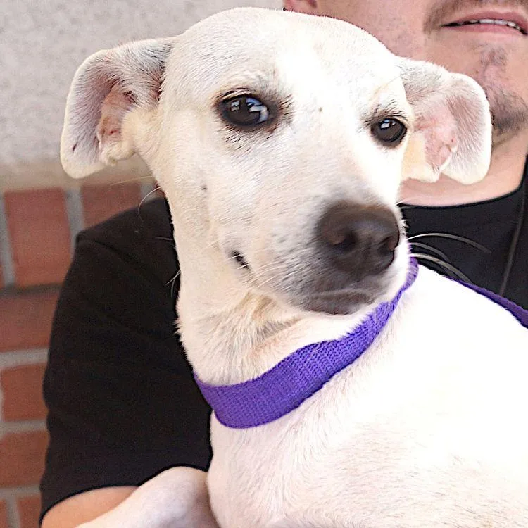 An adult small-sized female White / Cream Labrador Retriever dog named Jazzy for adoption in Carrollton, TX