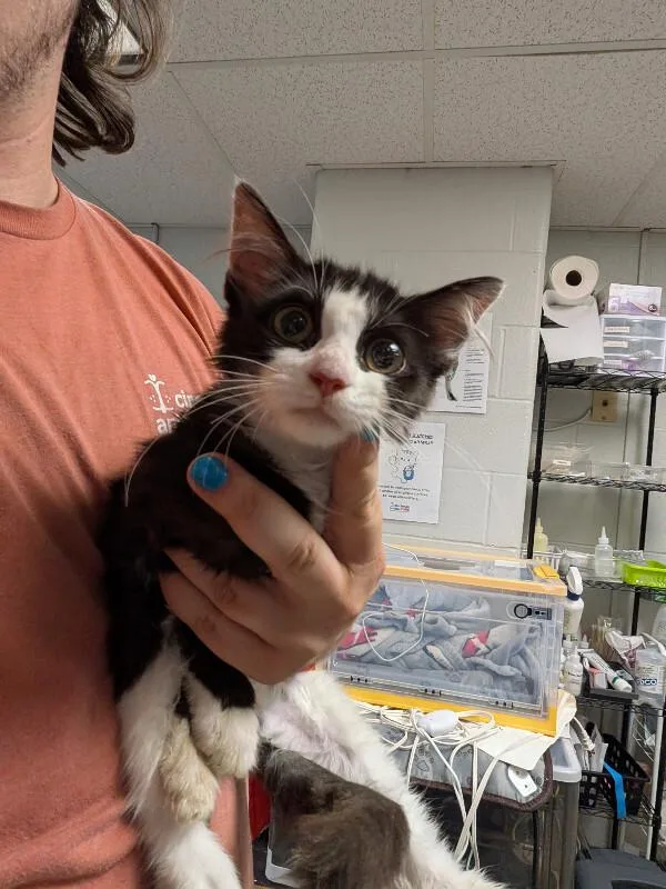A young small-sized female Black & White / Tuxedo Domestic Short Hair cat named Anya Taylor Joy for adoption in Cincinnati, OH