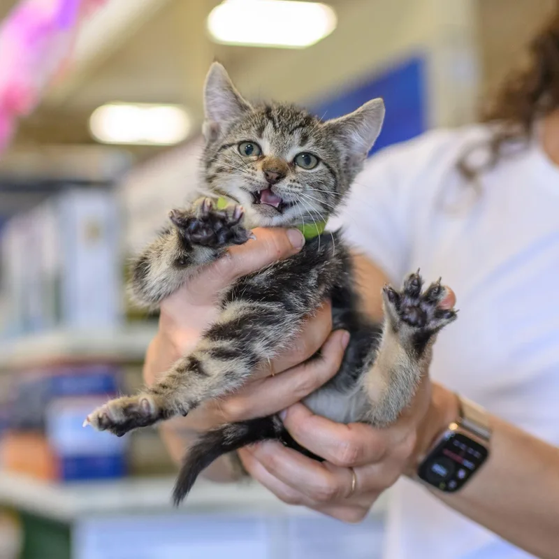 A baby medium-sized female Tabby cat named The Breakfast Club for adoption in Hamilton, NJ