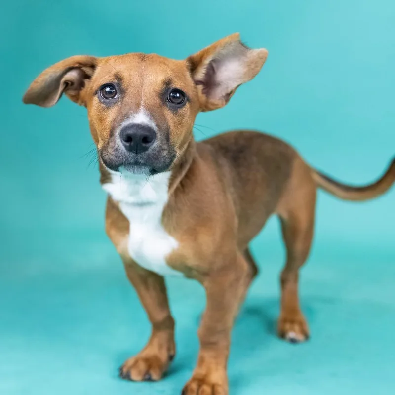 A baby medium-sized female Red / Chestnut / Orange Mixed Breed dog named Lay Lay for adoption in Portland, OR
