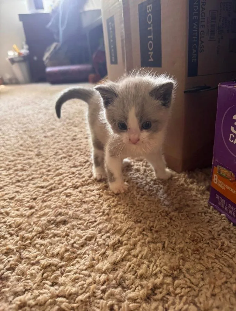 A baby medium-sized female Domestic Short Hair cat named Maeve for adoption in Salt Lake City, UT