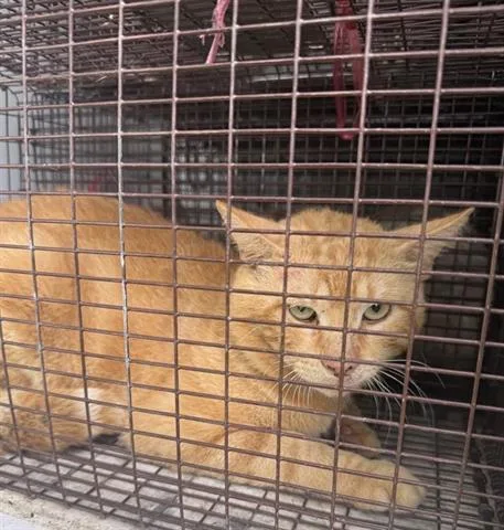 An adult large-sized male Domestic Short Hair cat named A for adoption in Houston, TX