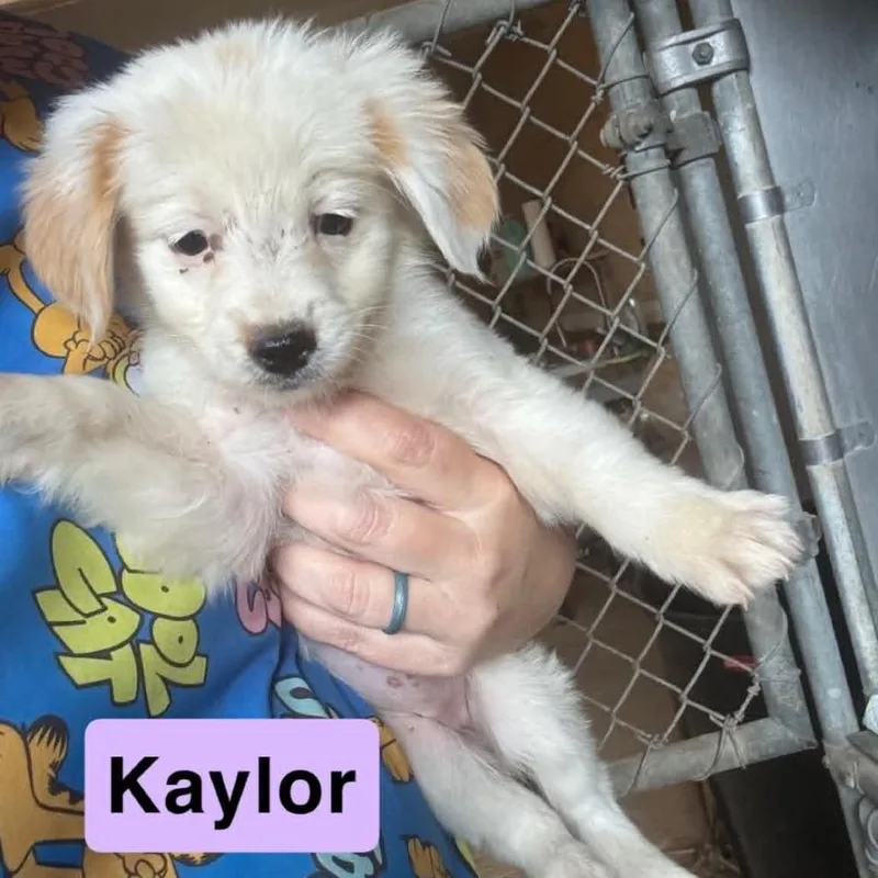 A baby small-sized female Australian Shepherd dog named Kaylor for adoption in Pearsall, TX