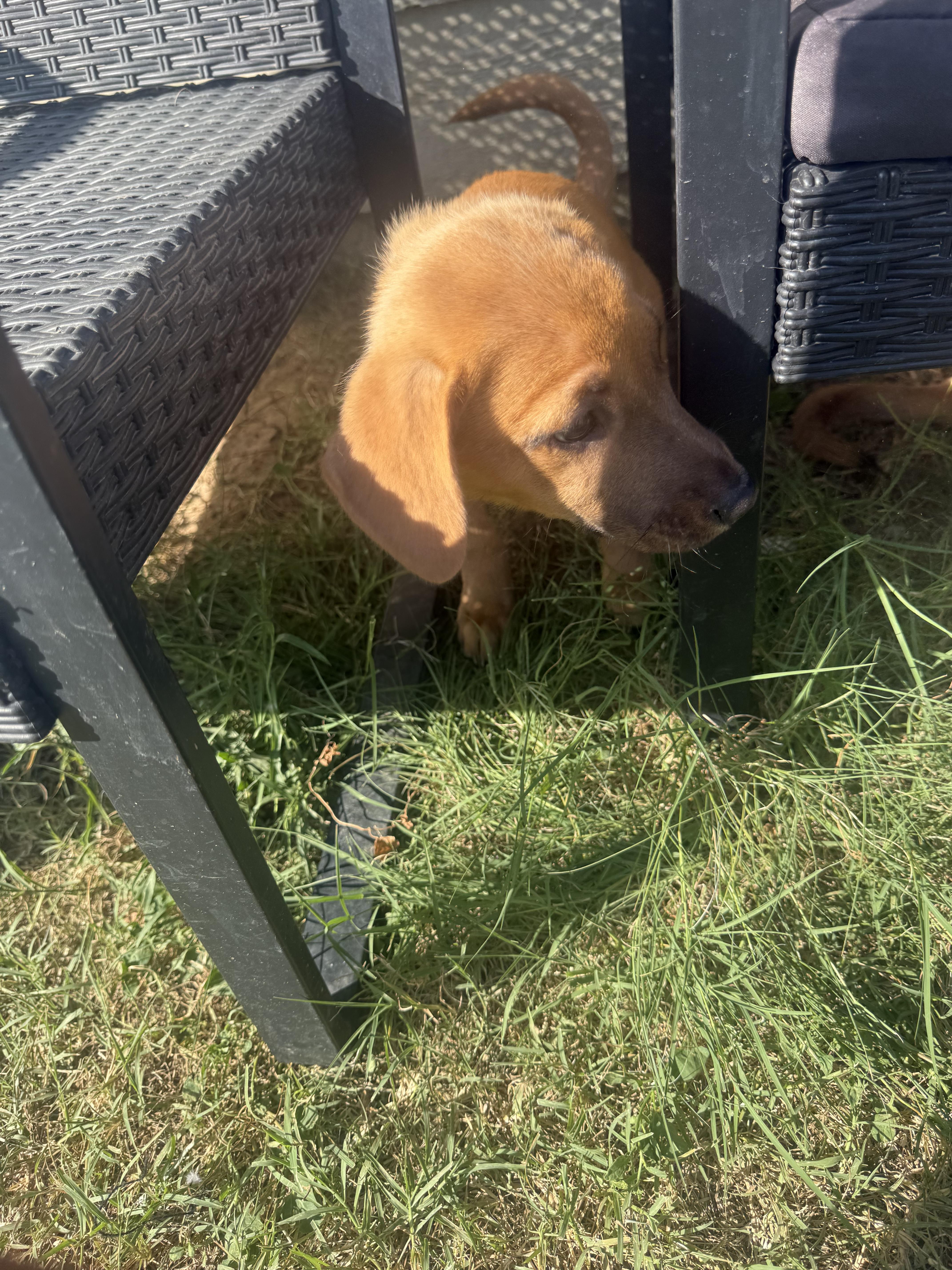 A baby small-sized female Beagle dog named Lily for adoption in Plano, TX