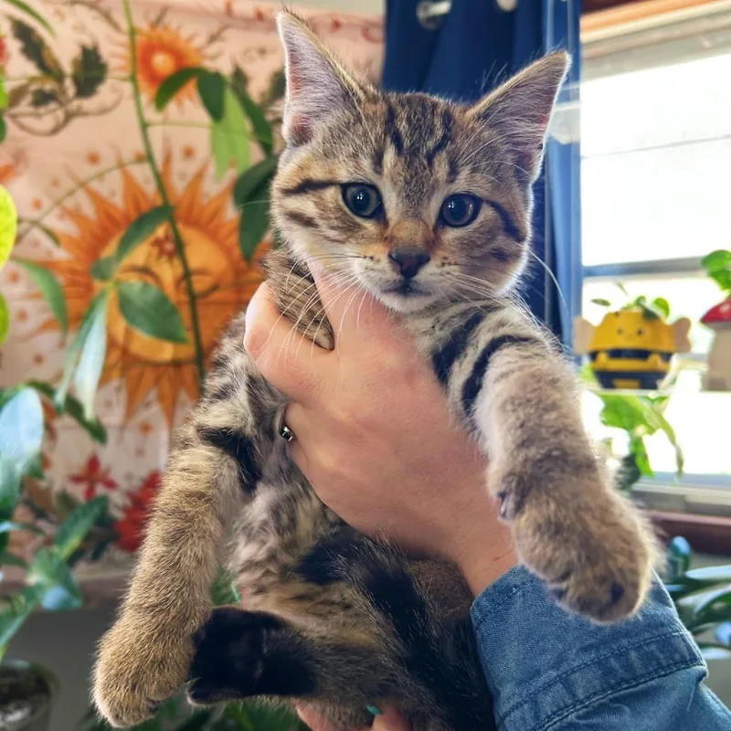 A baby small-sized male Brown / Chocolate Domestic Short Hair cat named Timothy Turnip for adoption in Dayton, OH