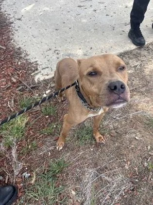 An adult medium-sized male Mixed Breed dog named Gunther for adoption in West Chester, PA