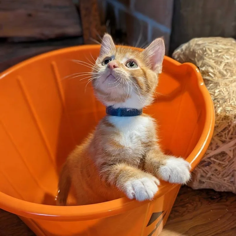 A baby small-sized male Orange / Red Domestic Short Hair cat named Lurch for adoption in Sunnyvale, CA