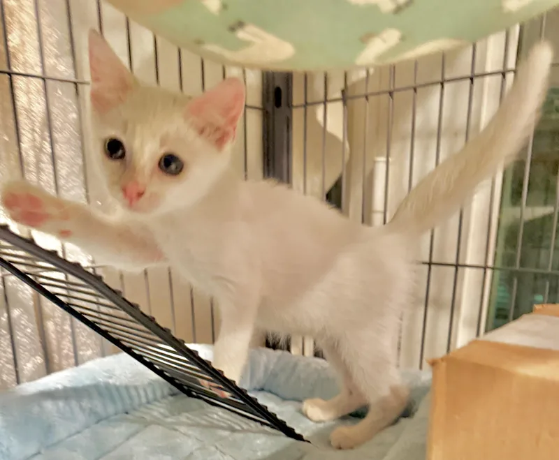 A baby small-sized female White Domestic Short Hair cat named Wishy Washy for adoption in Homestead, FL