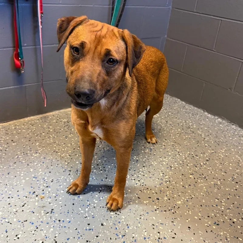 Tuscstray thumbnail 2