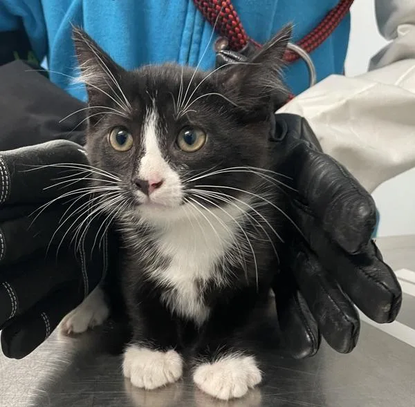 A baby small-sized female Domestic Short Hair cat named Cranberry for adoption in Ridgewood, NY