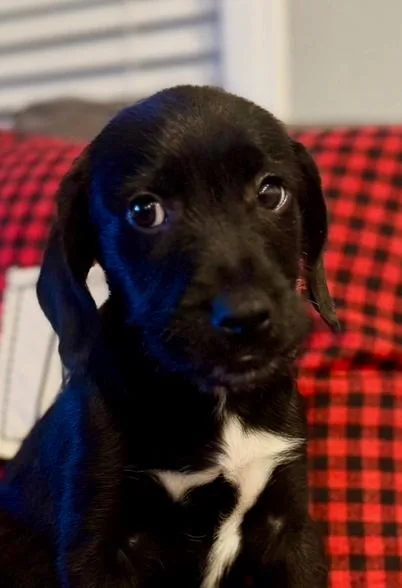 A young medium-sized male Black Terrier dog named Gordon for adoption in Escondido, CA