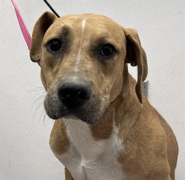 A young medium-sized male Carolina Dog dog named Wayne for adoption in Tucson, AZ