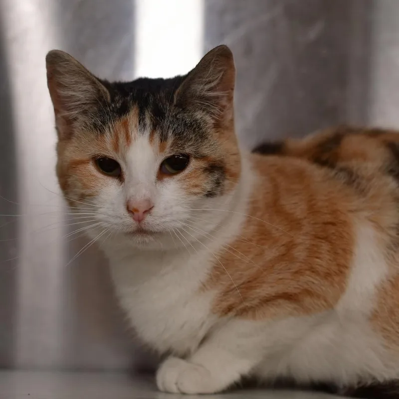 A young medium-sized female Calico Domestic Short Hair cat named Pixie for adoption in Ottawa, KS