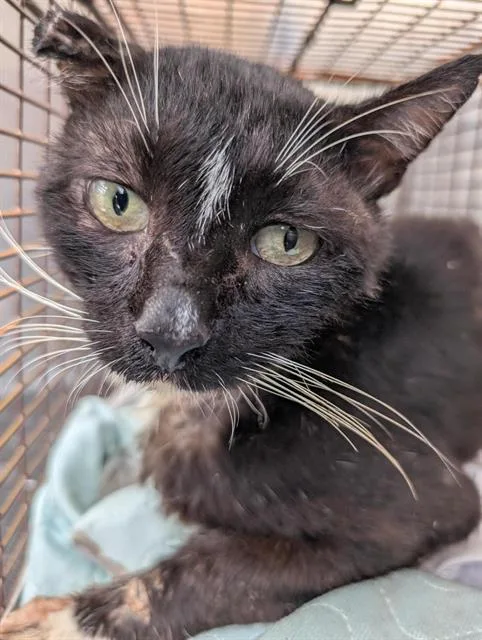 An adult medium-sized male Domestic Short Hair cat named Mariachi for adoption in San Antonio, TX