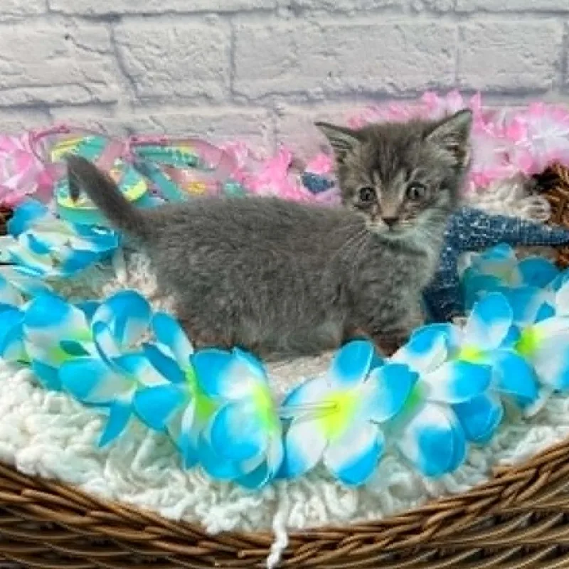 A baby small-sized male Gray / Blue / Silver Domestic Short Hair cat named Lint for adoption in Harrisonburg, VA