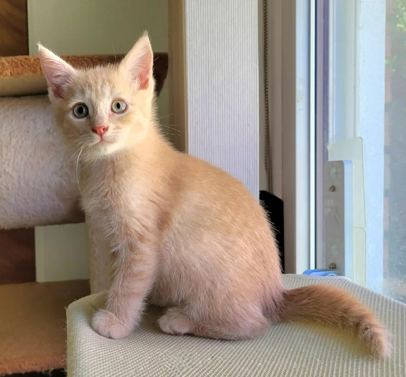 A baby medium-sized male Buff / Tan / Fawn Domestic Short Hair cat named Custard for adoption in Whitehall, PA