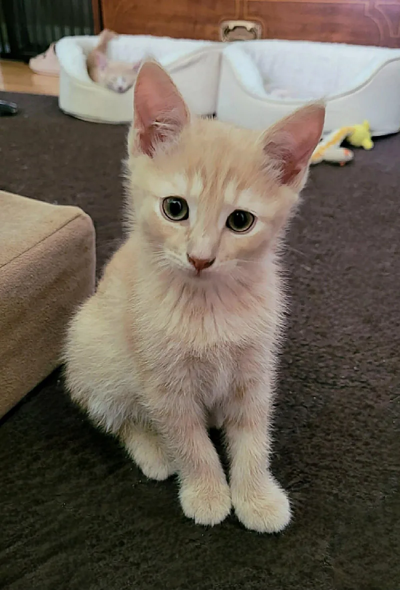 Custard thumbnail 3