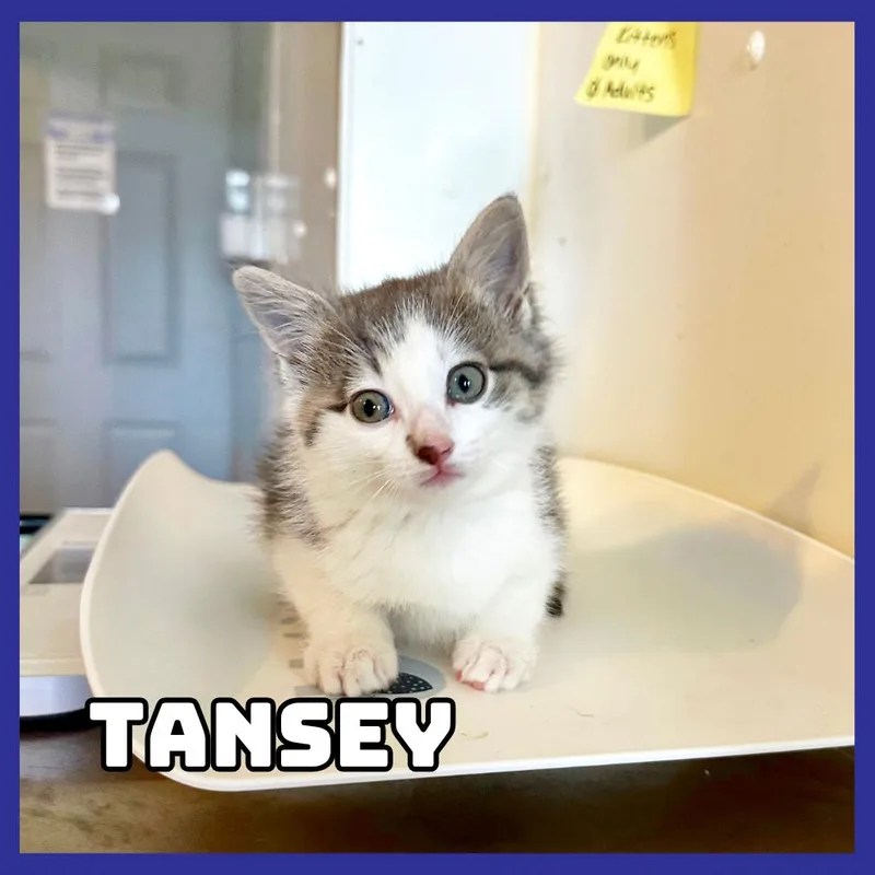 Tansey