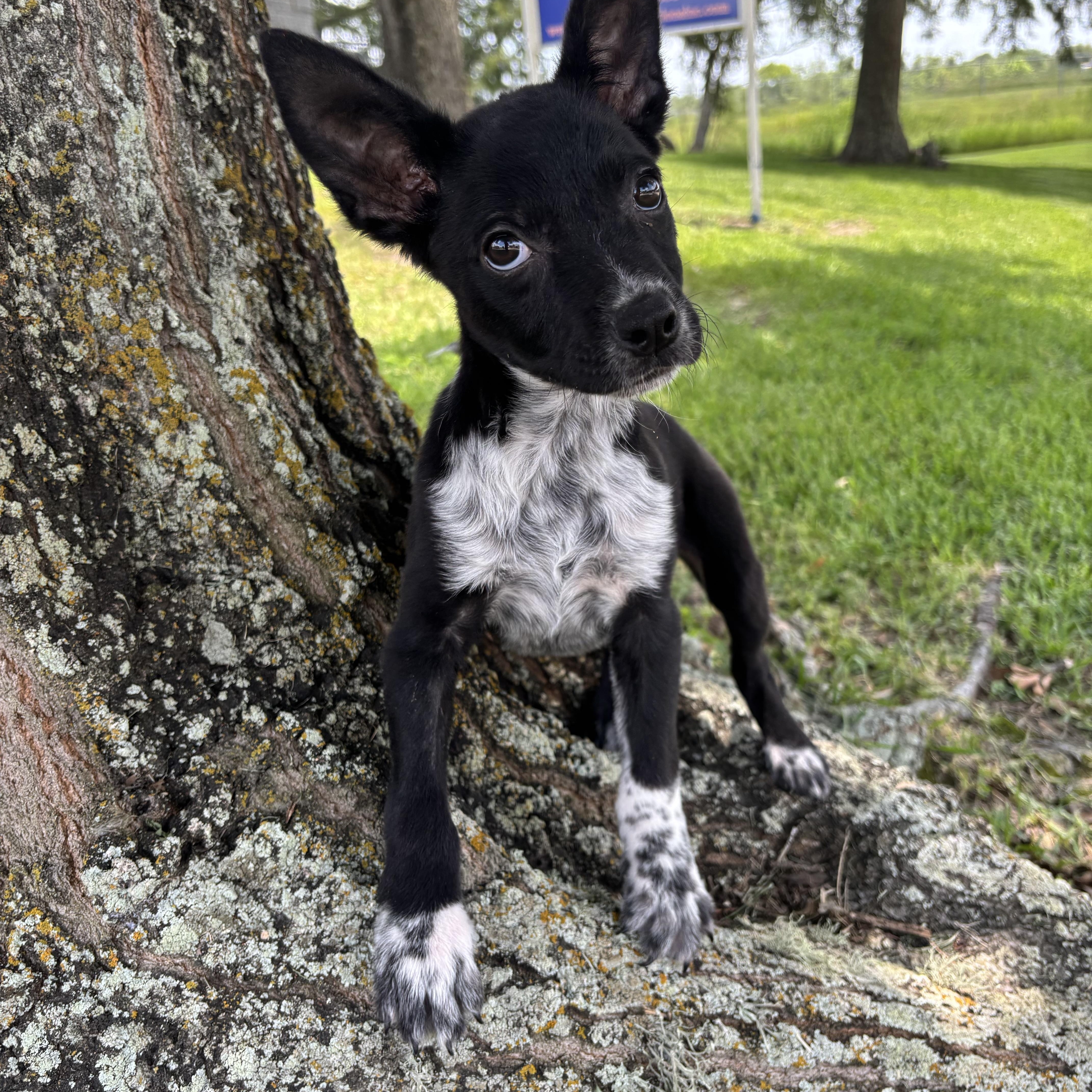 A baby small-sized female Harlequin Chihuahua dog named Lola for adoption in Pearland, TX