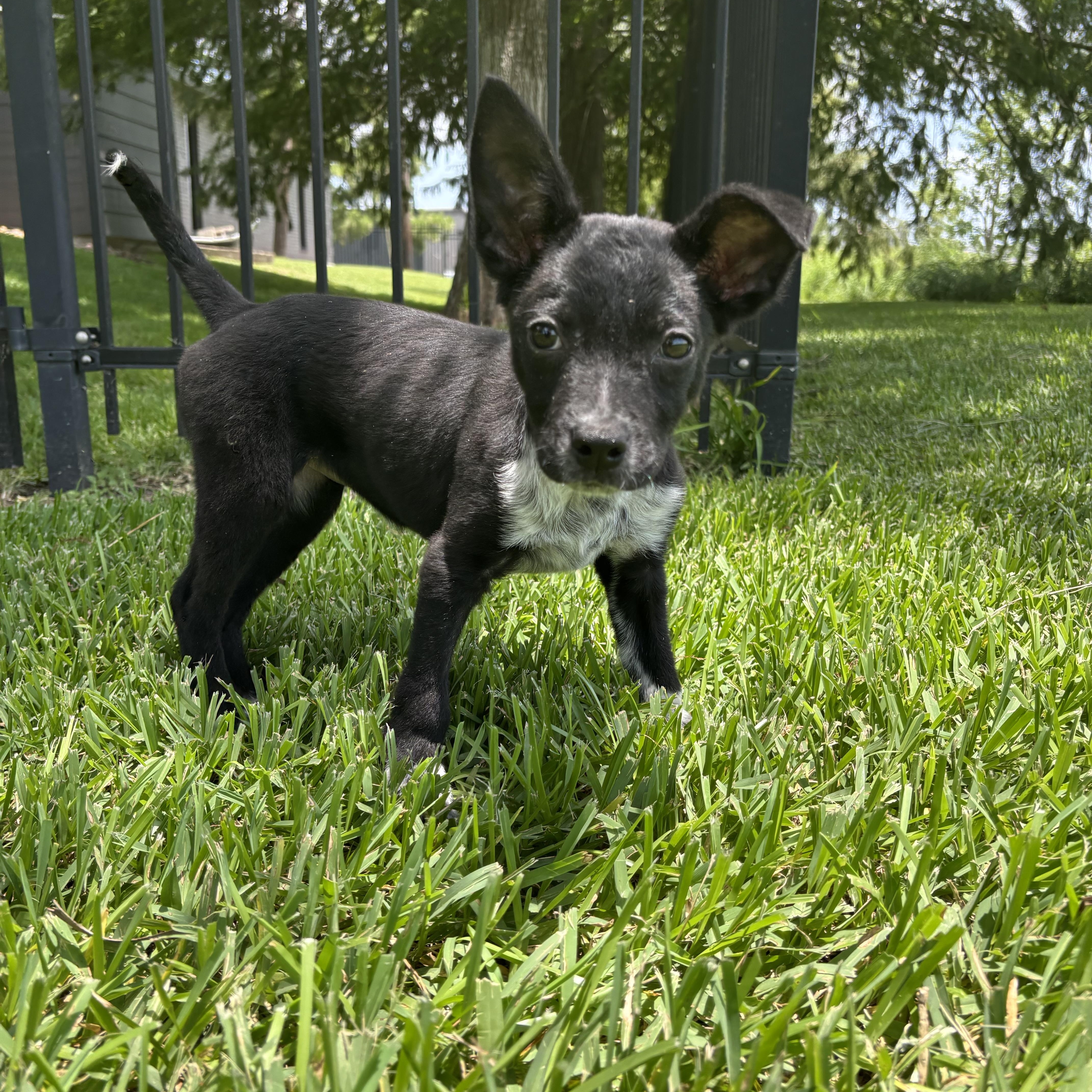 Lola thumbnail 4