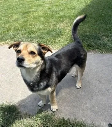 An adult medium-sized male Tricolor (Brown, Black, & White) Beagle dog named Chaparo for adoption in Pasco, WA