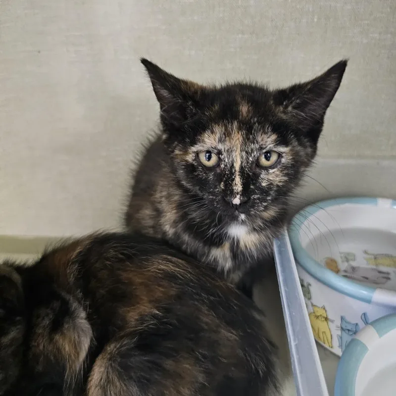 A baby small-sized female Tortoiseshell Domestic Short Hair cat named Zinnia for adoption in Monroe, MI