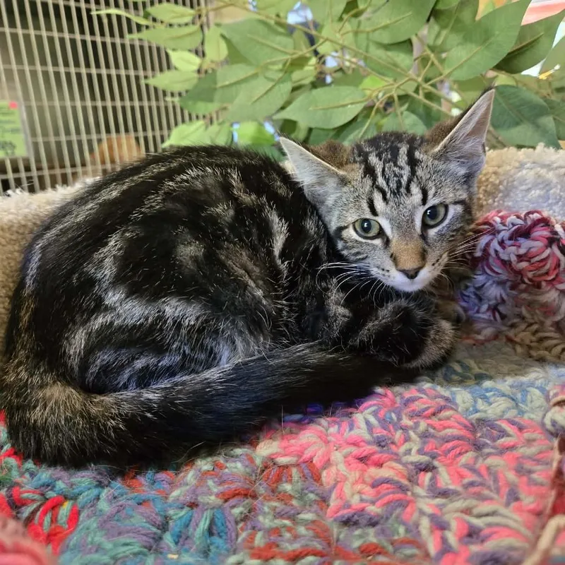 A baby small-sized male Black Domestic Short Hair cat named Major for adoption in Park Falls, WI