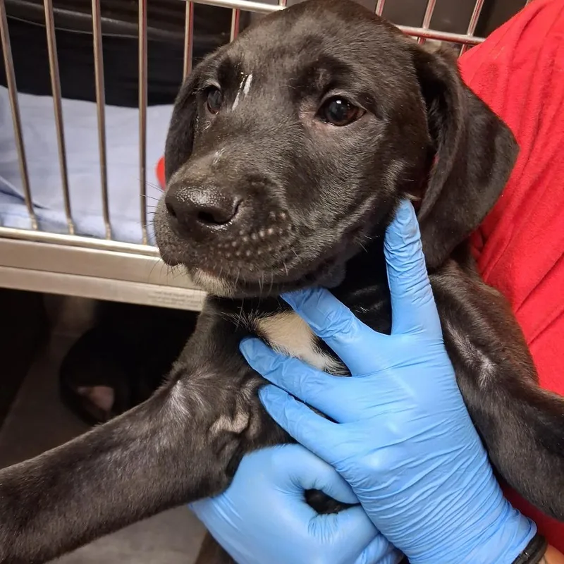 A baby small-sized female Pit Bull Terrier dog named Milky Way for adoption in Birmingham, AL