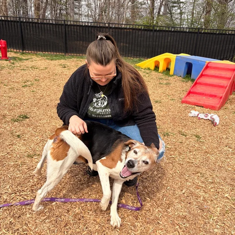 A senior medium-sized male Brown / Chocolate Hound dog named Highway for adoption in Lynchburg, VA