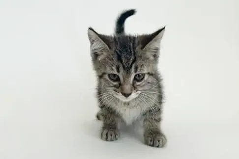 A baby small-sized male Domestic Short Hair cat named Gelato for adoption in Saint Louis, MO
